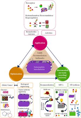 Extremophilic Microfactories: Applications in Metal and Radionuclide Bioremediation